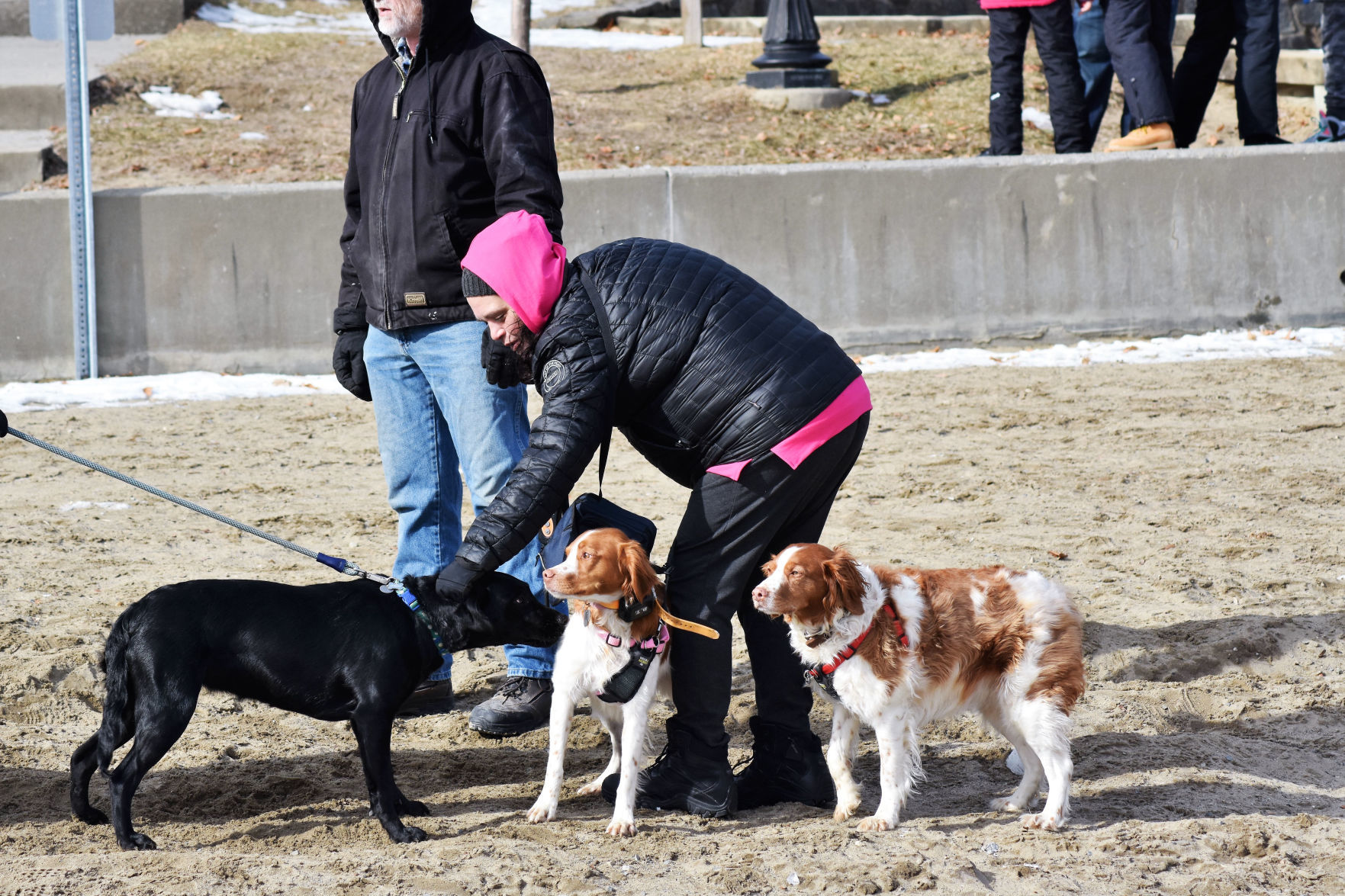 And more dogs
